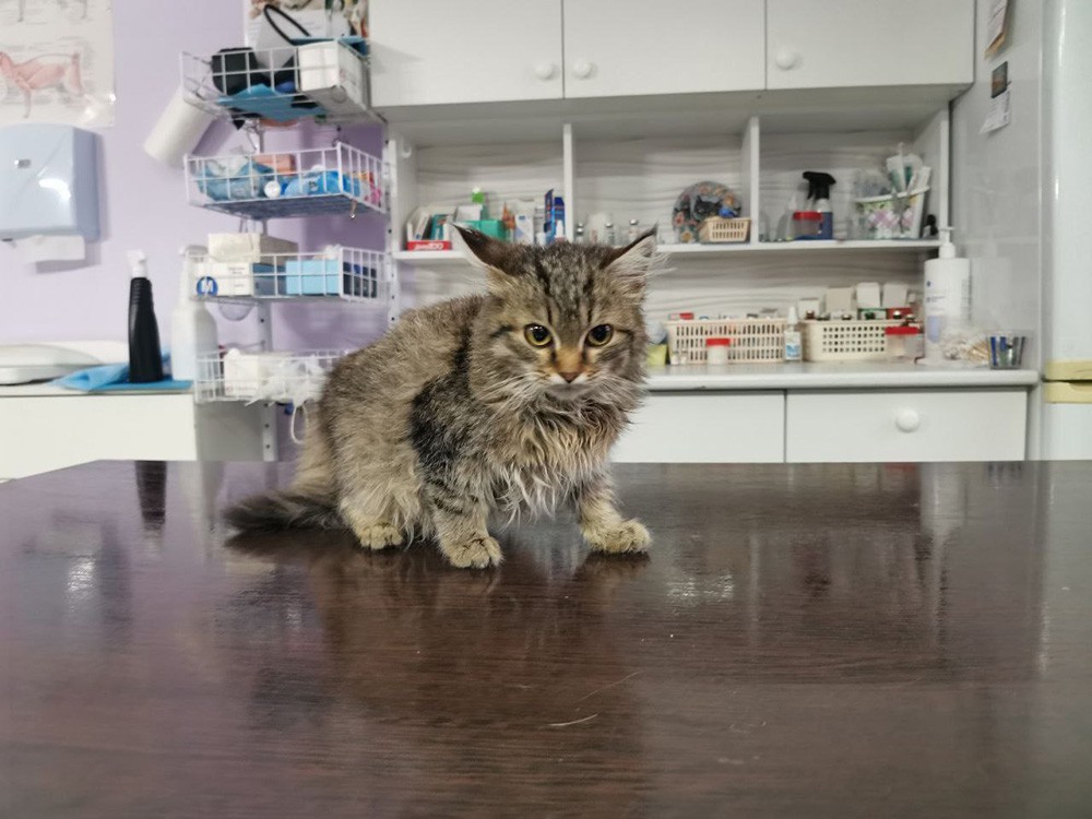 Новый зооприют в Артёмовском пристраивает банду пушистых подобранок