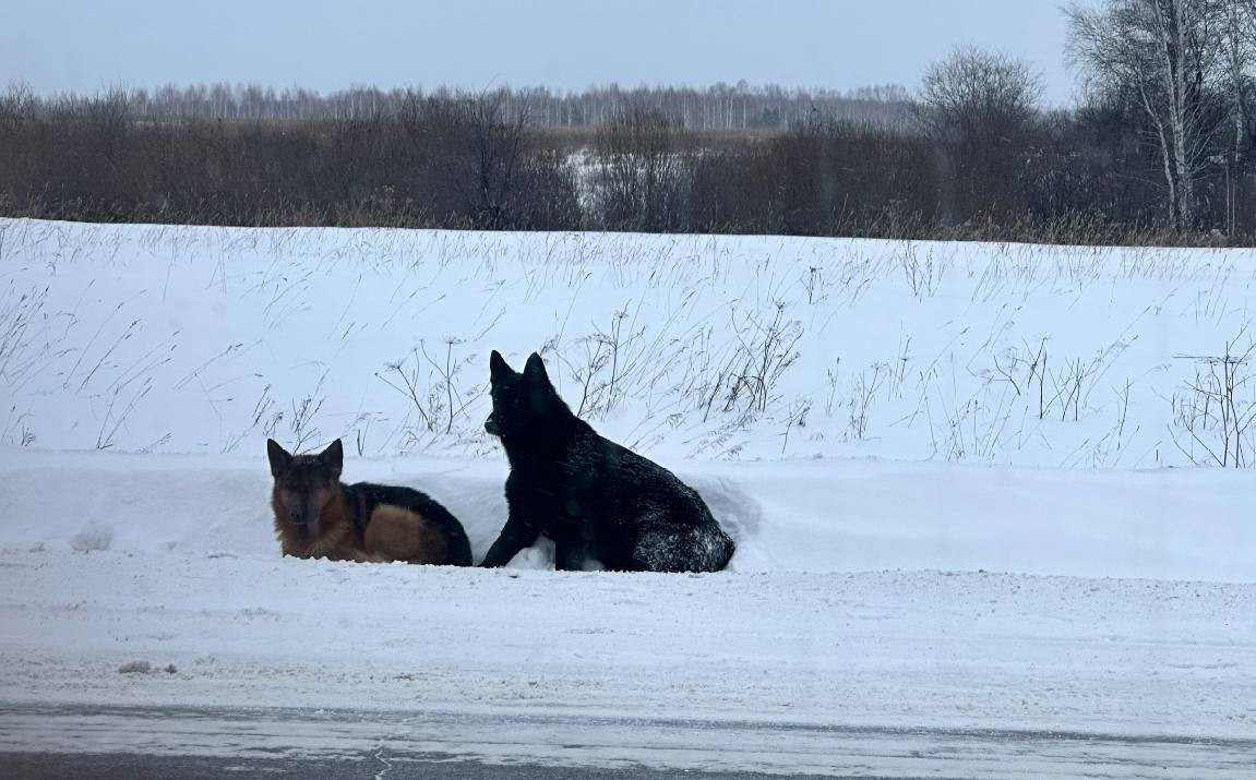 В Екатеринбурге и Свердловской области ищут сразу несколько пропавших собак